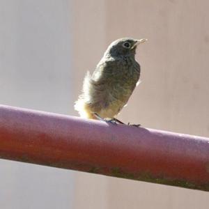 Blackcap