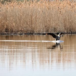 Canada Goose