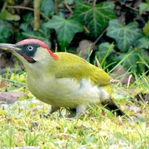 Eurasian Green Woodpecker