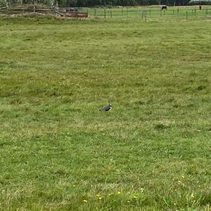Northern Lapwing