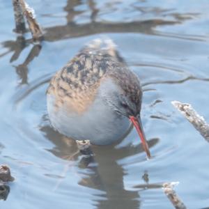 Water Rail