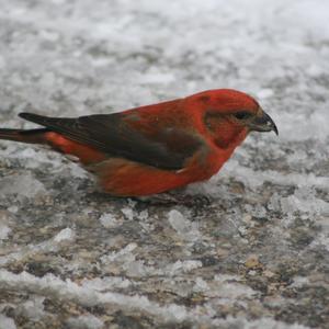 Red Crossbill