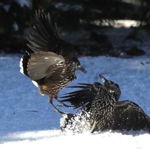 Spotted Nutcracker