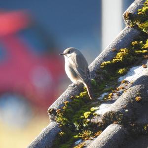 Black Redstart