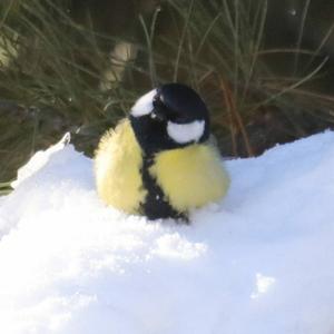 Great Tit