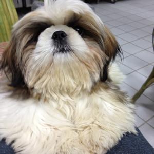 Unknown Breed