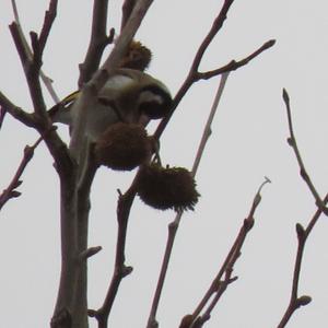 European Goldfinch