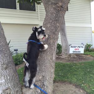 Miniature Schnauzer