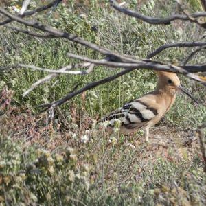 Eurasian Hoopoe