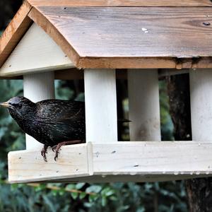 Common Starling