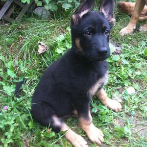 German Shepherd