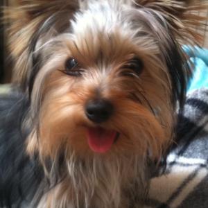 Yorkshire Terrier