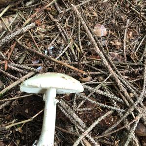 Death Cap