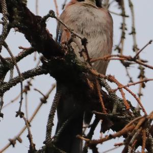 Eurasian Jay