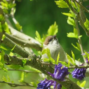 Eurasian Tree Sparrow