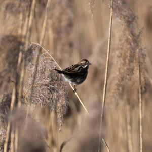 Reed Bunting