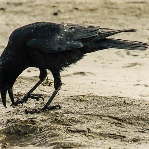 Carrion Crow