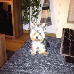 Unknown Breed