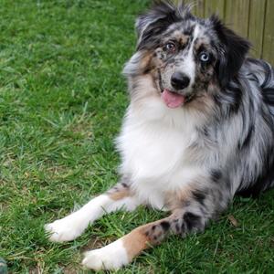 Australian Shepherd