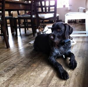 Pointer (German Wirehaired)