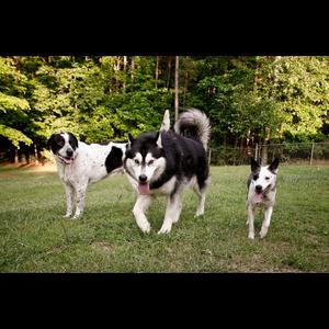 Unknown Breed