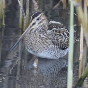 Common Snipe