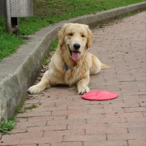 Retriever (Golden)