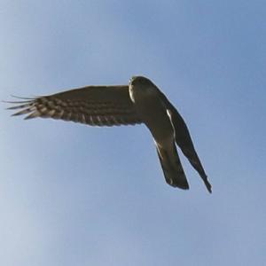 Eurasian Sparrowhawk