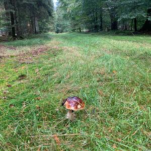 King Bolete