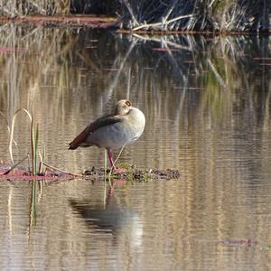 Nilgans