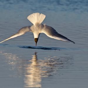 Black-headed Gull