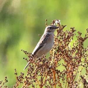 Whinchat