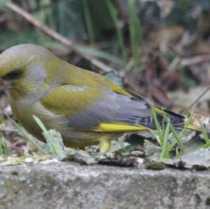 European Greenfinch