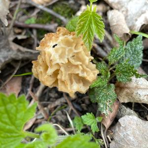 Yellow Morel