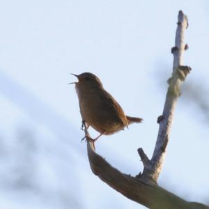 Winter Wren