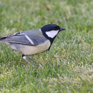 Great Tit