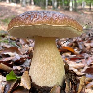 King Bolete