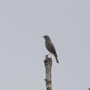 Black Redstart