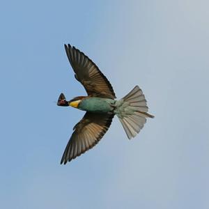 European Bee-eater