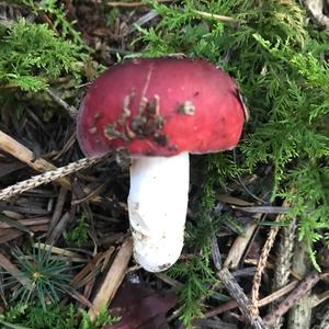 Emetic Russula