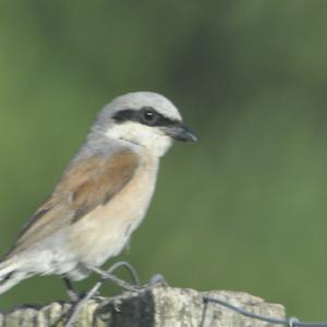 Red-backed Shrike