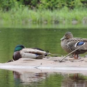 Mallard