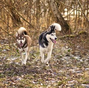 Siberian Husky