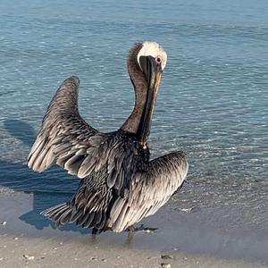 Brown Pelican