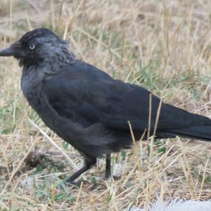 Eurasian Jackdaw