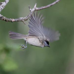 Willow Tit