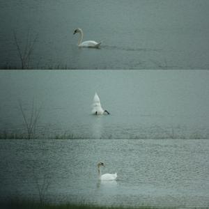 Mute Swan