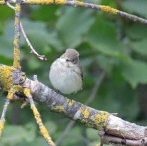 European Pied Flycatcher