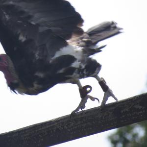 Griffon Vulture