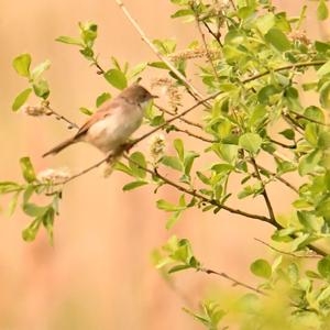 Common Whitethroat